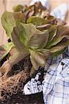 Laitue rouge des plantes avec des racines et du sol sur la serviette de thé