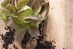 Red lettuce plant with roots & soil on wooden background