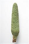 Artificial green fir cone (Christmas tree ornament)