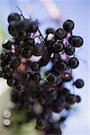 A cluster of elderberries