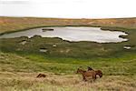 Chevaux, Rano Raraku, île de Pâques, Chili