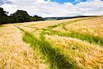Nuages sur blé champs, East Lothian, Ecosse, Angleterre