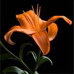 Close-up of an orange lily