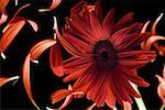 Close-up of a red daisy with petals