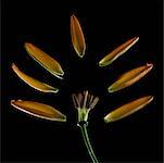 Arranged petals and a stem of a flower