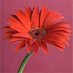 Close-up of a red daisy