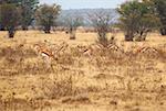 Springbok troupeau dans la steppe