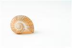 Seashell, gros plan