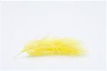 Yellow feather, close up
