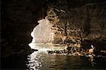 Seagull in cave