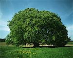 Tree in field