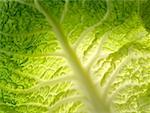 Cabbage leaf