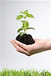 Person holding soil and a sapling