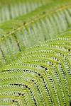 Close-up of Palm Fronds