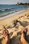 Tortue de mer sur la plage près de pieds de l'homme, Hawaii