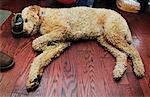 Standard Poodle Sleeping on Floor