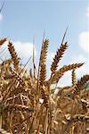 Grain in Field, Mecklenburg- Vorpommern, Germany