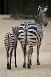 Zebra Mutter und junge