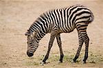 Baby Zebra Grazing