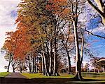 Beech Trees on Entrance Avenue, Powerscourt House & Gardens, Co Wicklow, Ireland