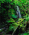 Wasserfall, Sloughan Glen, Co. Tyrone, Irland