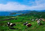 Cattle, Derrynane, Co Kerry