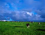 Friesische Rinder, in der Nähe von Dunluce Castle, Co. Antrim