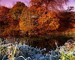 Laubwälder im Herbst mit Frost, Co. Antrim, Irland