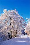 Belvoir-Park im Winter, Belfast, Irland