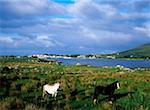 Poneys Connemara, près de Roundstone Co Galway