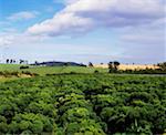 Kale field, Ireland