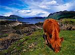 Schottische Hochlandrinder, Schottland