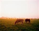 Hereford cattle, Ireland