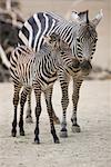 Zebra Mother and Young