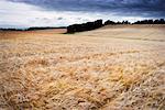 Wheat Field at Dusk, Scottish Borders, Scotland