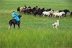 Cavaliers en arrondissant les chevaux, la Mongolie intérieure, Chine