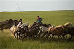 Cavalier en arrondissant les chevaux dans le champ, la Mongolie intérieure, Chine