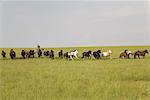 Reiter, die Herden der Pferde, Innere Mongolei, China