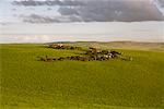 Horsemen Herding Horses, Inner Mongolia, China