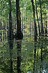 Lake Martin, Lafayette, Louisiana, USA