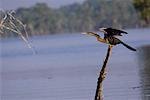 Oiseau sur une branche, lac Martin, Lafayette, Louisiane, Etats-Unis