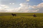 Cavalier en arrondissant les chevaux, la Mongolie intérieure, Chine