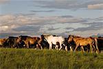 Troupeau de chevaux sur les herbages, la Mongolie intérieure, Chine