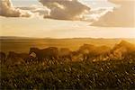 Troupeau de chevaux sur la prairie, Xilin Gol, Mongolie intérieure, Chine