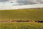 Cavalier avec troupeau de chevaux, la Mongolie intérieure, Chine