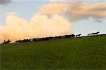 Cavaliers avec troupeau de chevaux, la Mongolie intérieure, Chine