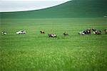 Départ de la course de chevaux du Naadam Festival près de Xiwuzhumuqinqi, la Mongolie intérieure, Chine