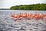 Flock of Ria De Celestun birds in water, Yucatan, Mexico