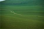 Cheval de pâturage sur les Prairies, la Mongolie intérieure, Chine