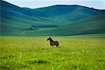 Cheval debout dans un champ, Gurustai réserve écologique, la Mongolie intérieure, Chine